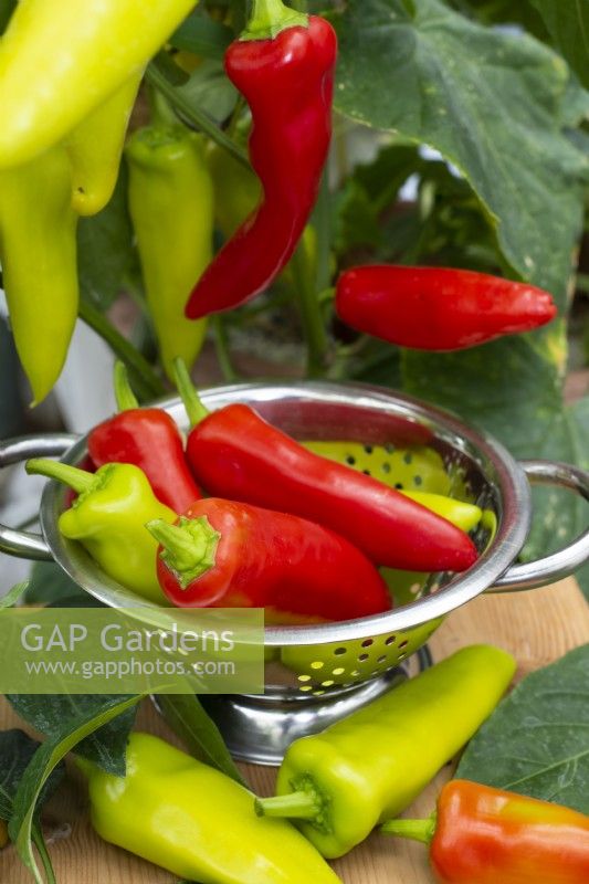 Capsicum annum 'Hungarian Hot Wax' , red and green fruit in colander. Summer, August