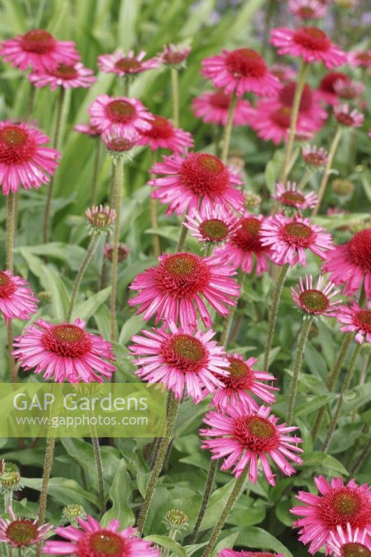 Echinacea 'Delicious Candy' - Coneflower 