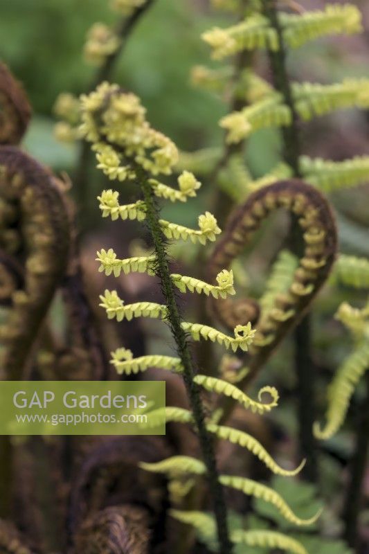Dryopteris affinis - Western Scaly Male Fern - new unfurling fronds