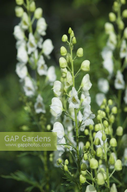 Aconitum napellus subsp. vulgare  'Albidum' syn. 'Album' - white monkshood - June.