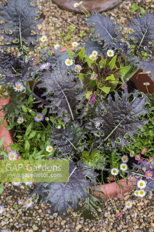 Oriental mustard greens in container with erigeron