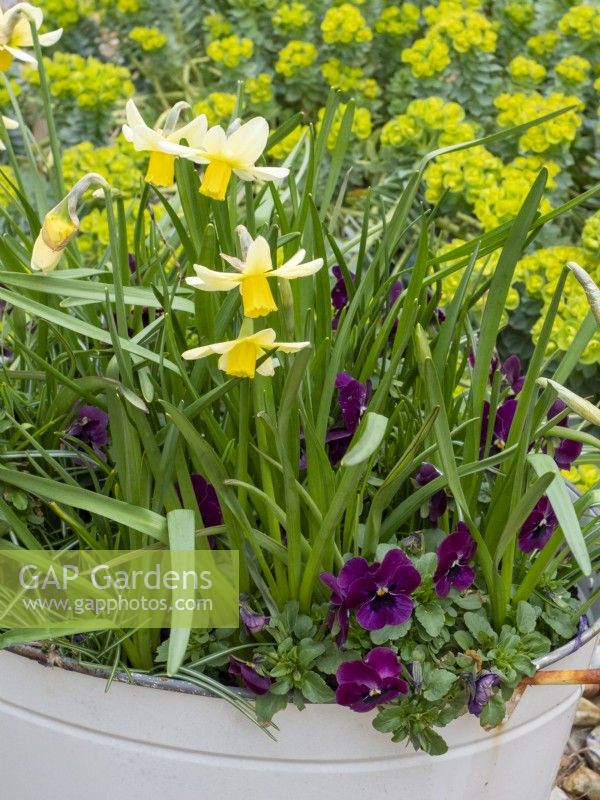 Winter and early spring interest in old metal laundry container with Narcissus Jack Snipe and winter flowering pansies.