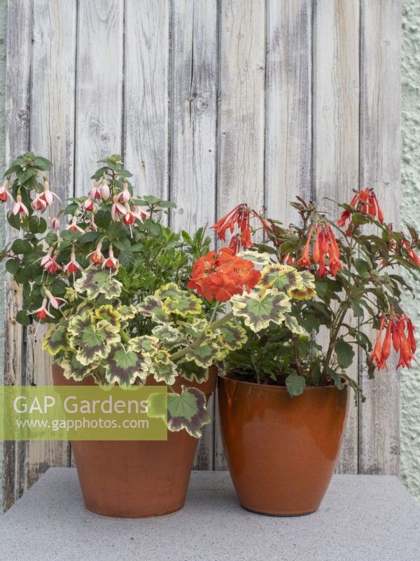 Orange and red summer container plants with Geranium Mrs Pollock, Fuchsia Mandarin Cream and Fuchsia thalia