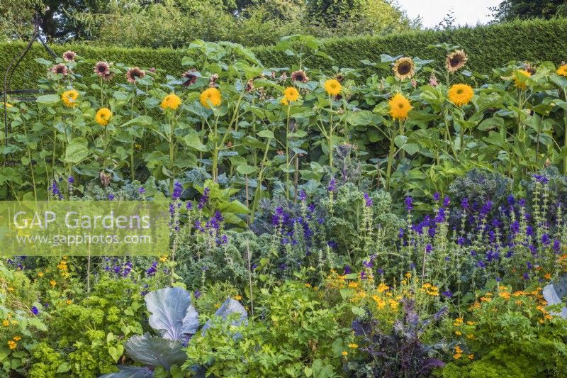 Vegetable bed with Brassicas, herbs, climbing squashes and flowers - Tagetes, Salvia viridis and Helianthus annuus
