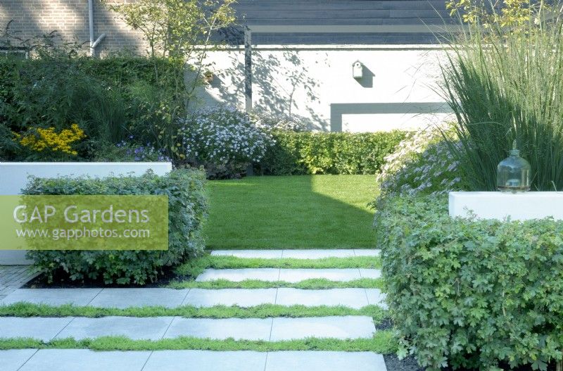 Path with stone steps in the lawn. Aster near the hedge in the border and birdhouse. Dividing garden with hedges planted around white low walls.