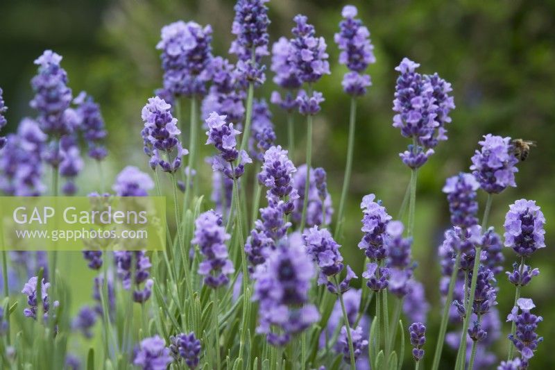 Lavandula angustifolia 'Melissa Lilac' - lavender - June.