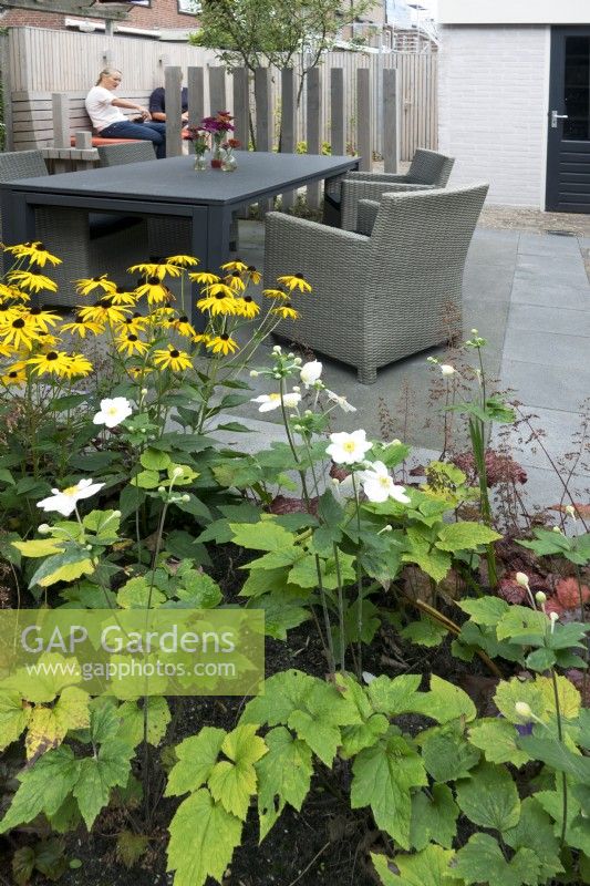 Small courtyard garden with modern dining furniture, Anemone and Rudbeckia in foreground.