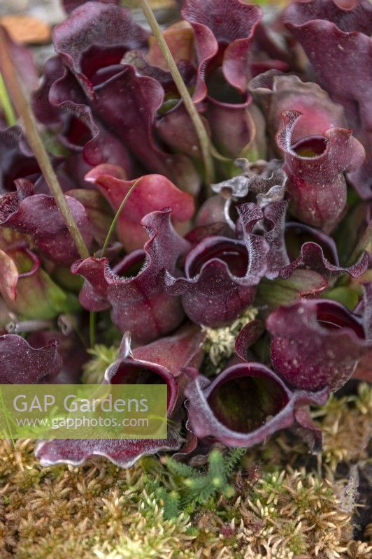 Sarracenia purpurea - purple pitcher plant