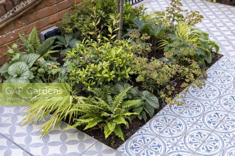Decorative tiles surrounding beds in suburban front garden with  Hakonechloa macra and Brunnera 'Jack Frost'
