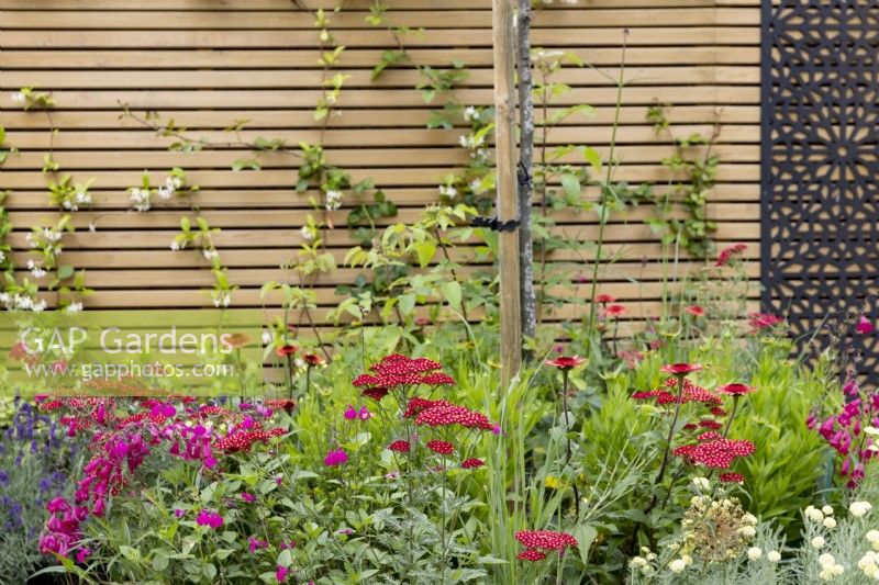 Colourful summer border with Achillea 'Red Velvet' in suburban garden with slatted fence in background