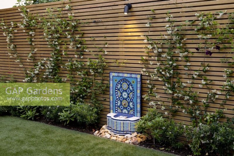 Slatted fence with trained Trachelospermum jasminoides and arabic-style water feature with spotlight mounted on fence