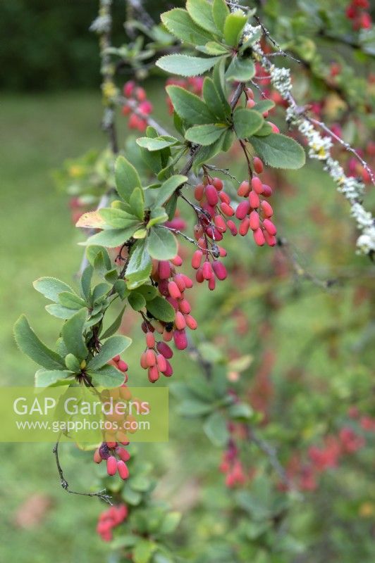 Berberis canadensis - American barberry, berries 