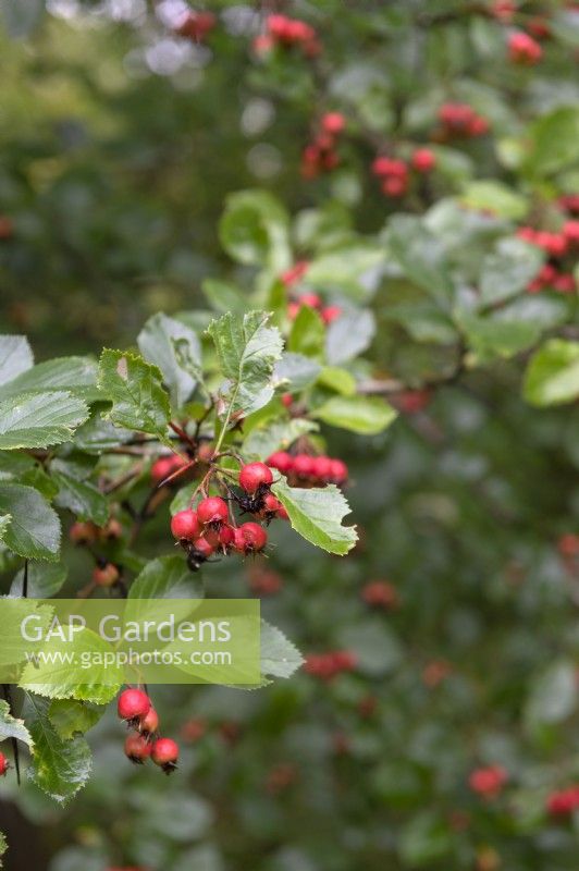 Crataegus x prunifolia - 'MacLeod' - Hawthorn, berries
