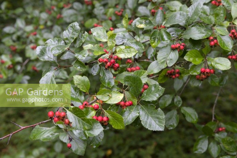Crataegus x prunifolia - 'MacLeod' - Hawthorn berries