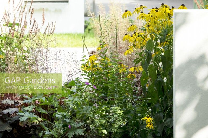 Rudbeckia, Persicaria and Erodium in the border with wall divider.