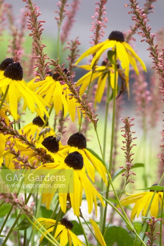 Bees on Rudbeckia and Perscaria.
