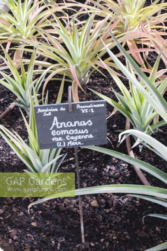 Small Pineapple plants with label in greenhouse in The Botanic Garden. Ananas. Queluz, Lisbon, Portugal, September. 