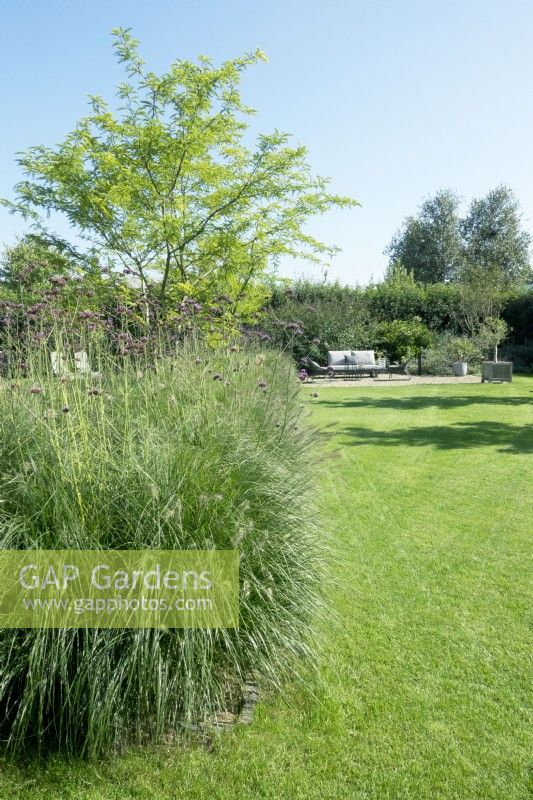 Grasses with Verbena and tree in the lawn with view on terrace.