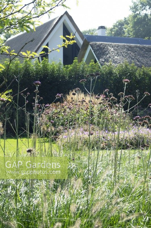 Looking through Verbena in bed towards bed on other side of lawn with ornamental grasses.