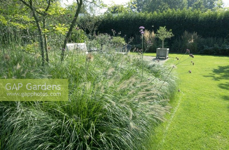Central border with grasses, Verbena and trees in the middle of the lawn.