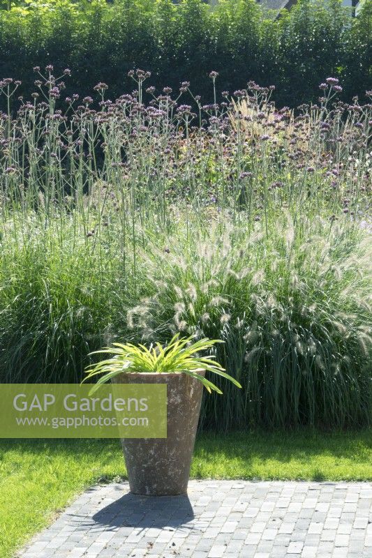 Flower container in front of border with grasses and Verbena.