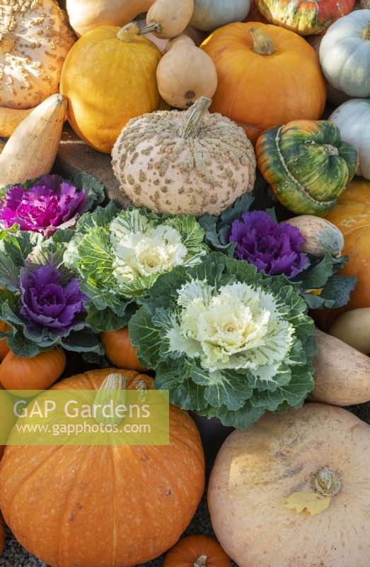 Brassica Oleracea and Cucurbita pepo - Pumpkins, gourds, squash and decorative cabbage on display at RHS Wisley gardens in autumn