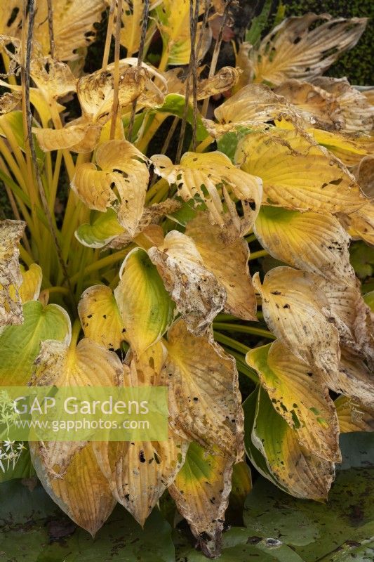 Hosta Francee - Plantain Lily decaying in autumn