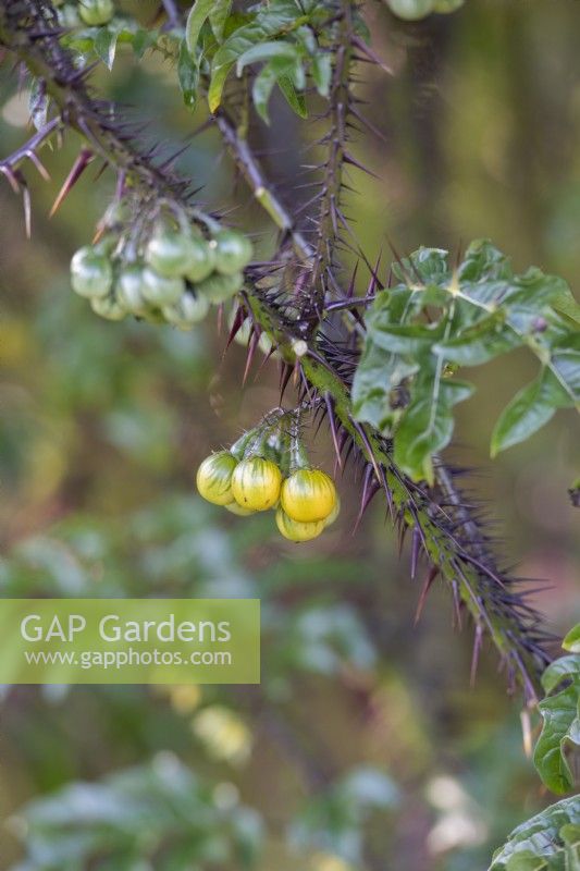 Solanum atropurpureum - Purple devil with ripening fruit