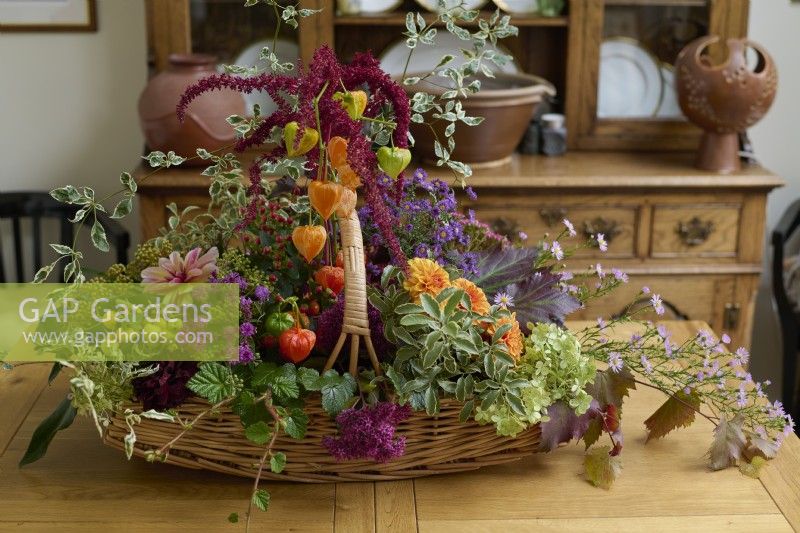 Autumn flowers, fruit  and  foliage including dahlias, Michaelmas daisies, crab apples, Chinese lanterns, ivy flowers, amaranthus, hydrangea, hypericum, pittosporum and grape vine leaves picked from the garden and arranged in a basket