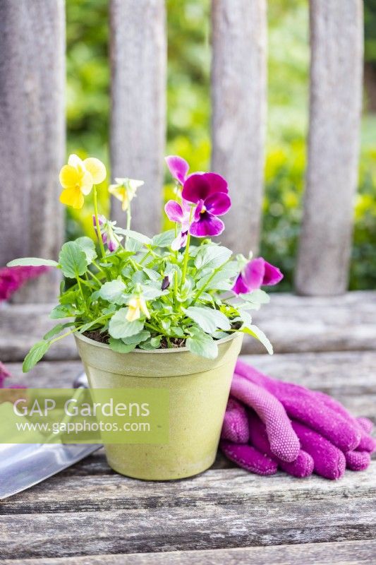 Potted Violas on a bench next to gloves and a trowel