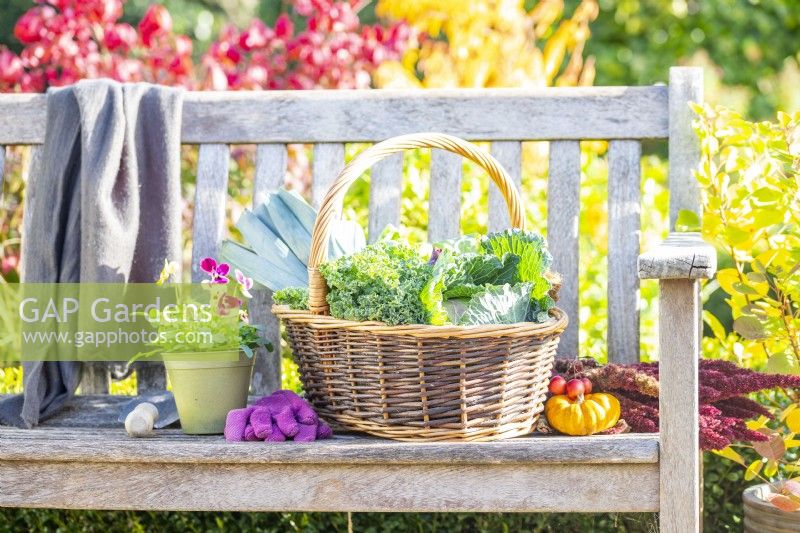 Display of harvested vegetables on a bench