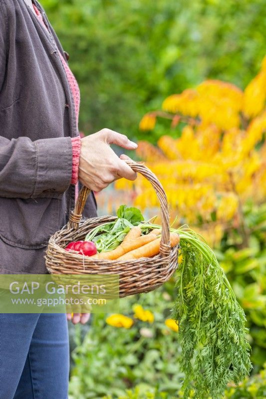 Woman carrying a small wicker basket containing radishes and carrots