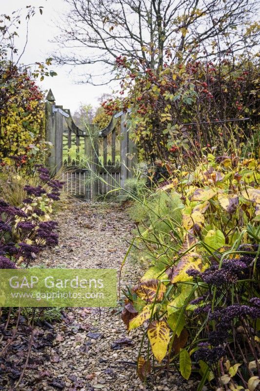 Gravel path leading to a wooden gate out of a garden framed by roses, fennel and sedums in November