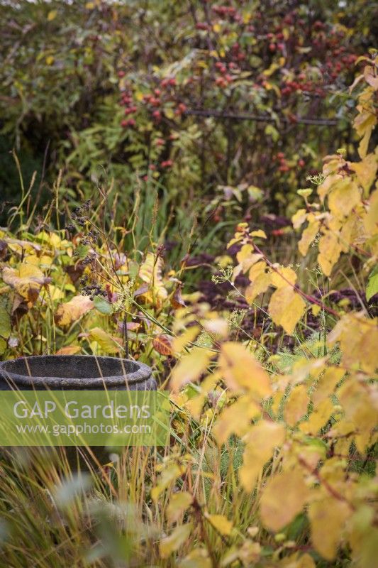 The yellow leaves of Cornus 'Midwinter Fire', pheasant grass and fennel frame a pot in a November garden