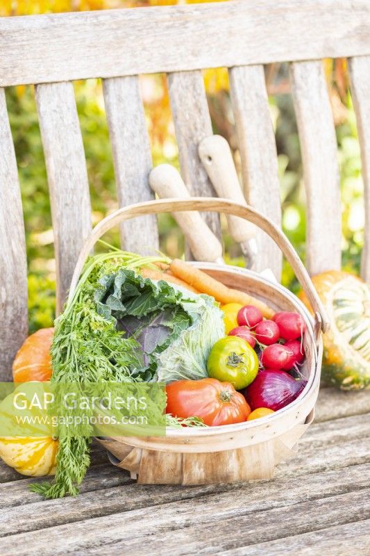 Wooden trug full of vegetables next to Squashes and gardening tools on a wooden bench