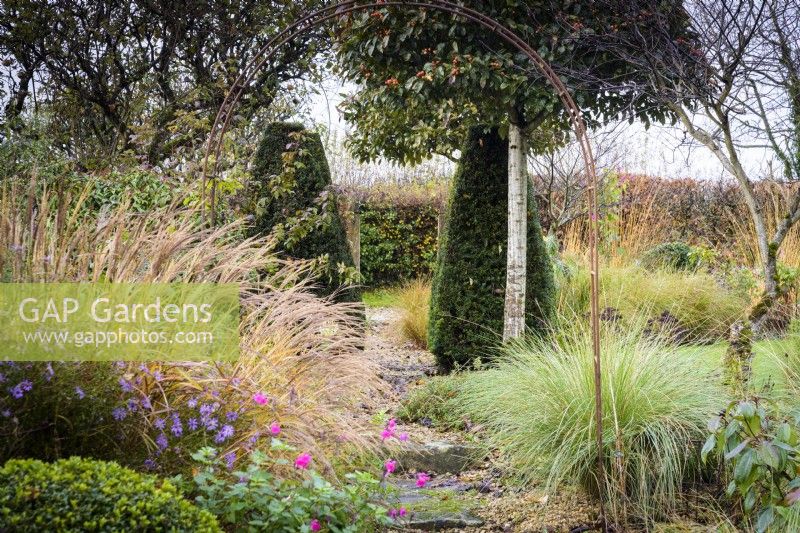 Country garden in November with grasses beside a gravel path passing between clipped yews