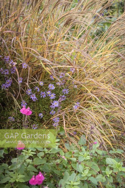 Miscanthus 'Gnome' with asters and salvias in November
