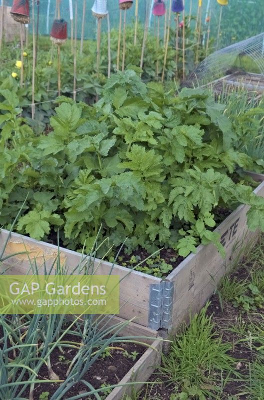 Raised bed for growing Parsnips - Pastinaca sativa