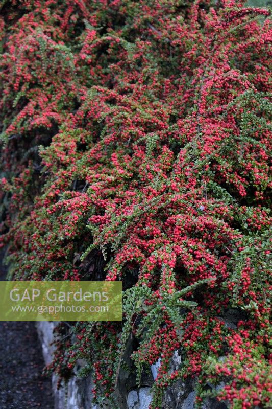 Cotoneaster horizontalis tumbling over a wall  in October