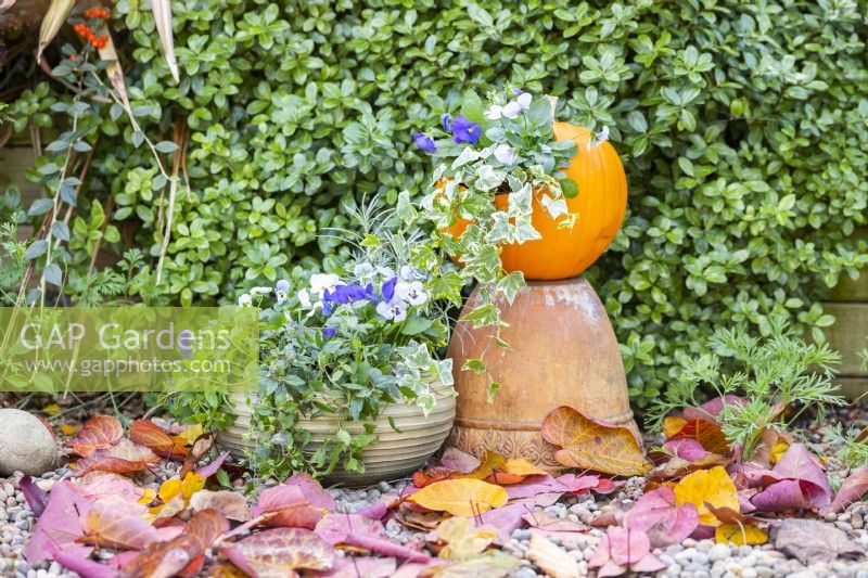 Autumnal display of violas and Ivy planted in a pumpkin