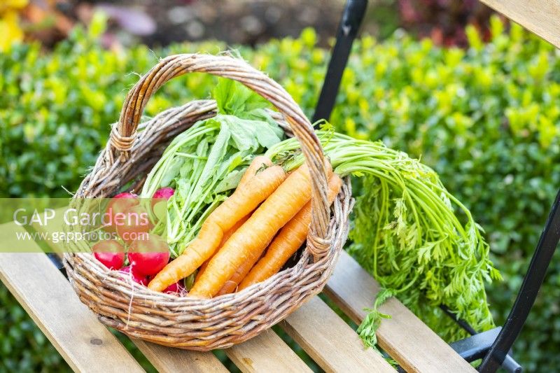 Radishes and Carrots in a small wicker basket