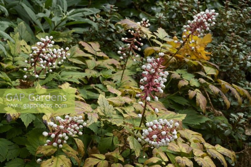 Actaea pachypoda - white baneberry