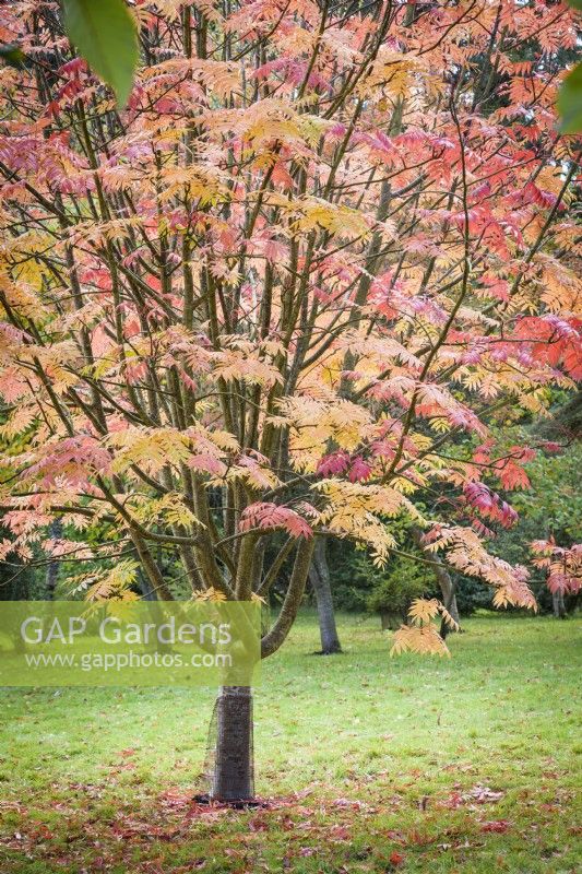 Sorbus ulleungensis 'Olympic Flame' in October