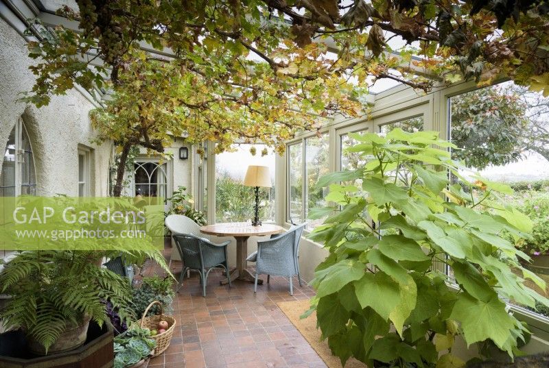 Conservatory including Sparrmannia africana and a fruiting vine  in November