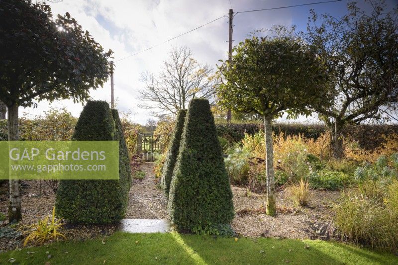 Clipped yews and lollipop Crataegus crus-galli in a country garden in November