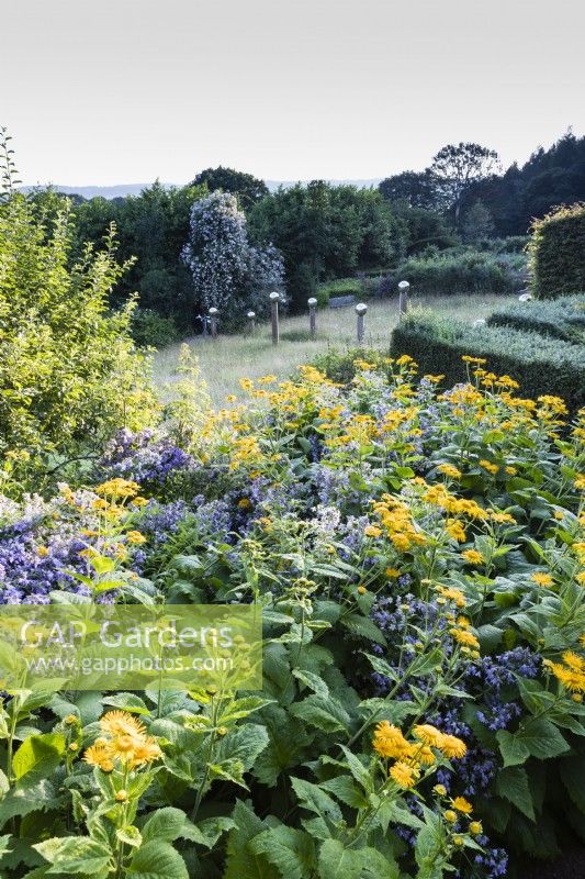 Inula 'Magnifica' with Campanula lactiflora border with view to meadow and avenue of stainless steel globes on wooden pillars.