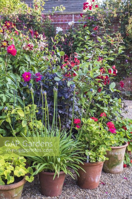 Summer container display with Dahlias, Pelagoniums, Lilies and Agapanthus