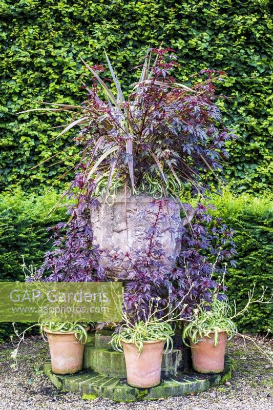 Large decorative stone urn with purple cordyline, purple foliage and Chlorophytum comosum surrounded by smaller terracotta pots of same foliage