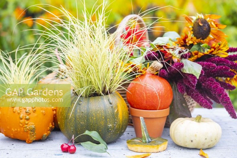 Autumnal display of pumpkins, squashes, grass and flowers