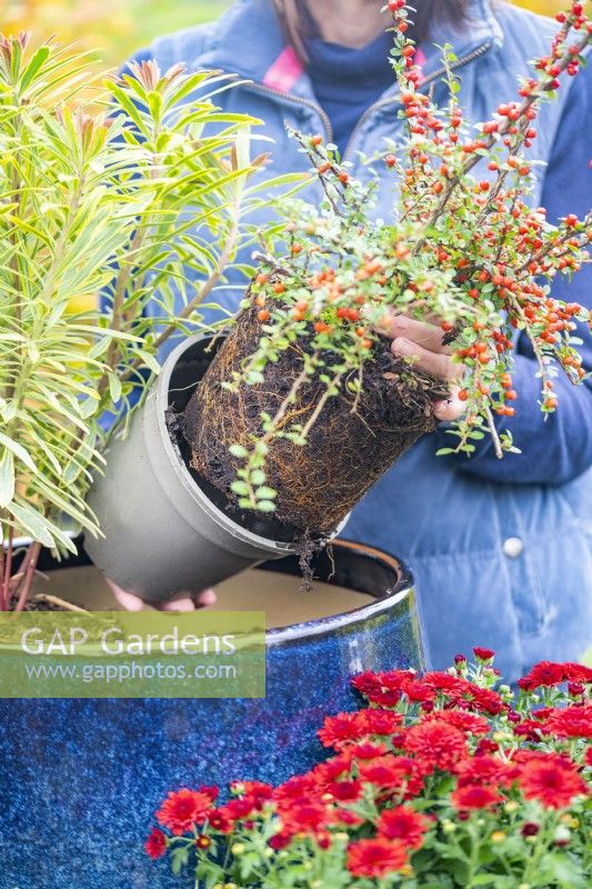 Woman removing Cotoneaster horizontalis from its pot